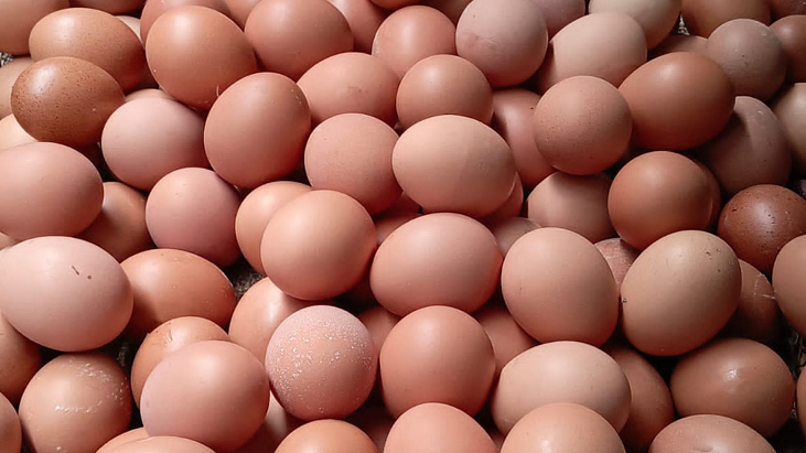 আরো ১৯ কোটি ডিম আমদানির অনুমতি সরকারের